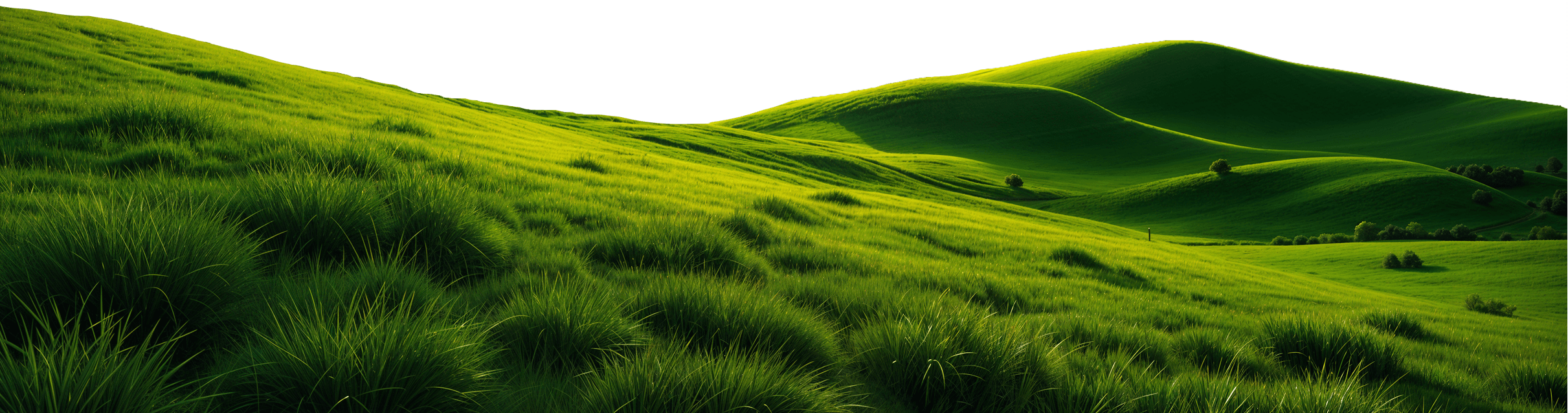 Rolling green hills covered with lush grass under bright sunlight.
